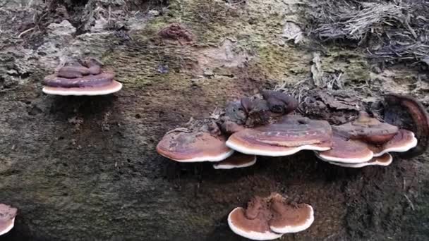 Wilde Beugel Schimmels Ontstaan Uit Dode Boomstam — Stockvideo