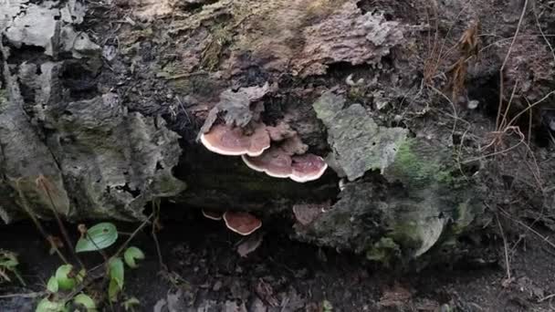 Paréntesis Silvestre Hongos Que Brotan Del Tronco Del Árbol Muerto — Vídeos de Stock