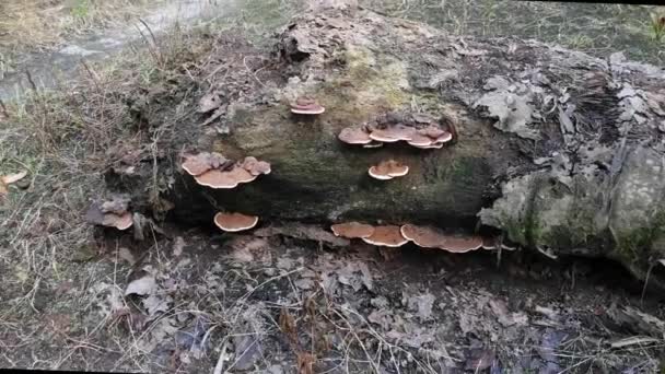 Paréntesis Silvestre Hongos Que Brotan Del Tronco Del Árbol Muerto — Vídeos de Stock