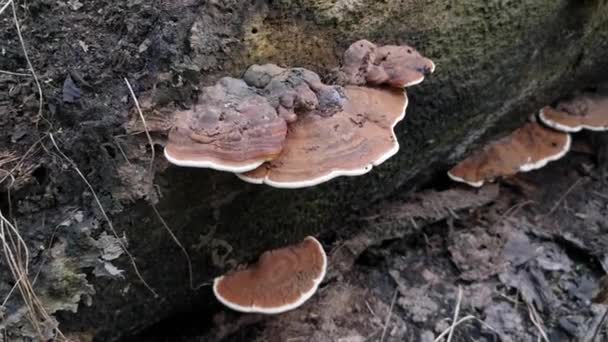 Paréntesis Silvestre Hongos Que Brotan Del Tronco Del Árbol Muerto — Vídeos de Stock