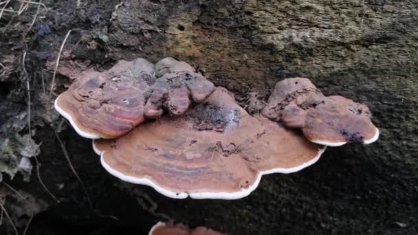 Άγριοι Μύκητες Που Βλασταίνουν Από Τον Κορμό Του Νεκρού Δέντρου — Αρχείο Βίντεο