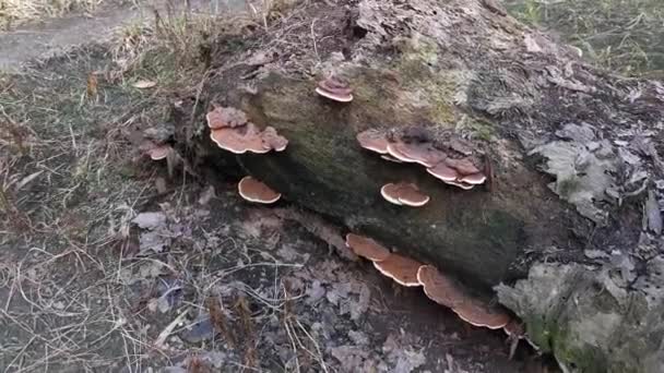 Wilde Beugel Schimmels Ontstaan Uit Dode Boomstam — Stockvideo