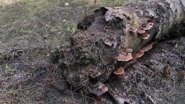 Wild Bracket Fungi Sprouting Dead Tree Trunk — Stock Video