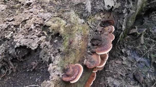 Paréntesis Silvestre Hongos Que Brotan Del Tronco Del Árbol Muerto — Vídeos de Stock