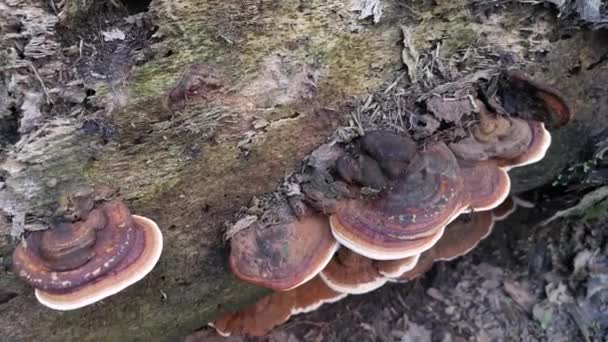 Άγριοι Μύκητες Που Βλασταίνουν Από Τον Κορμό Του Νεκρού Δέντρου — Αρχείο Βίντεο