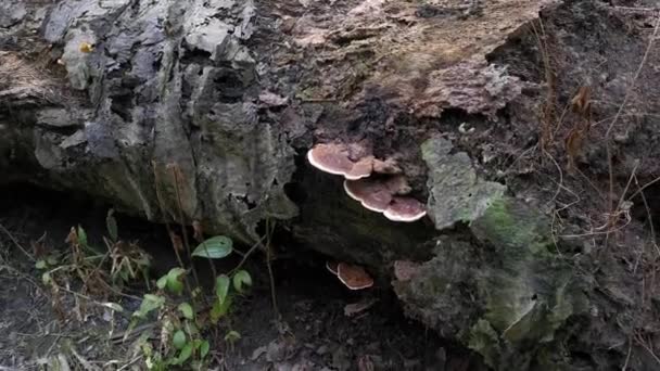 Fungos Braquetes Selvagens Que Brotam Tronco Árvore Morta — Vídeo de Stock