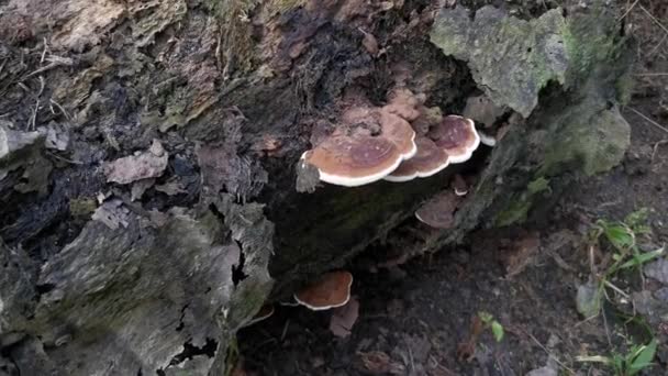 Paréntesis Silvestre Hongos Que Brotan Del Tronco Del Árbol Muerto — Vídeos de Stock