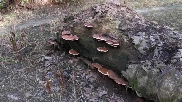 Дикі Кронштейни Гриби Проростають Тулуба Мертвого Дерева — стокове відео