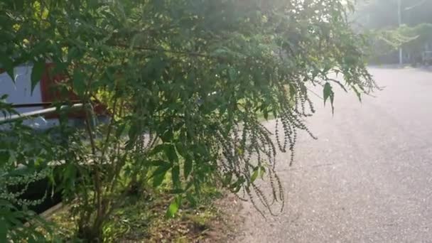 小さなビテックス ネグアンドゥの茂みは木を育て — ストック動画