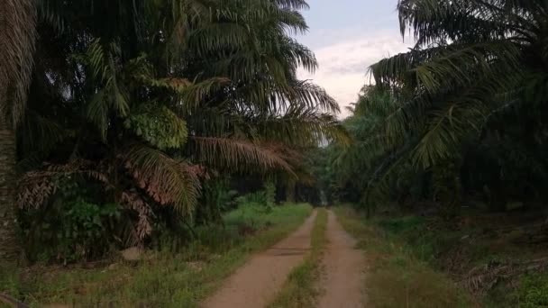 Granja Rural Camino Durante Amanecer Campo — Vídeos de Stock