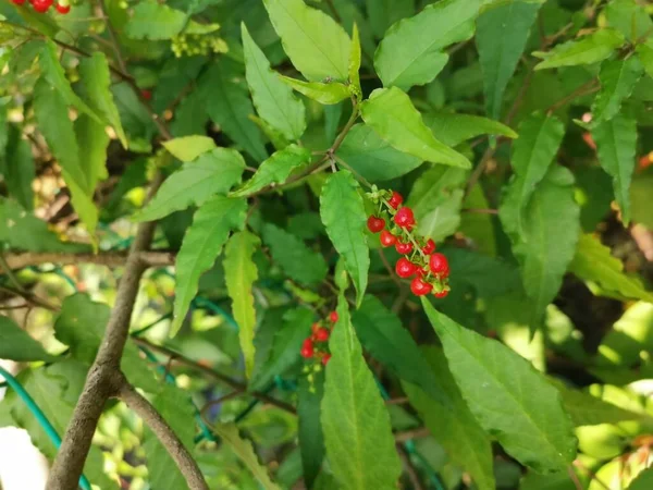 Tanaman Merah Rivina Humilis Coralberry — Stok Foto