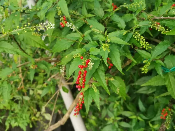 Tanaman Merah Rivina Humilis Coralberry — Stok Foto