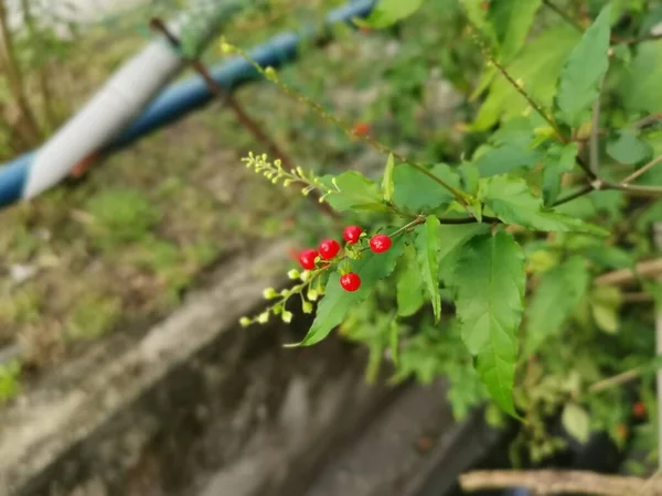 Tanaman Merah Rivina Humilis Coralberry — Stok Foto