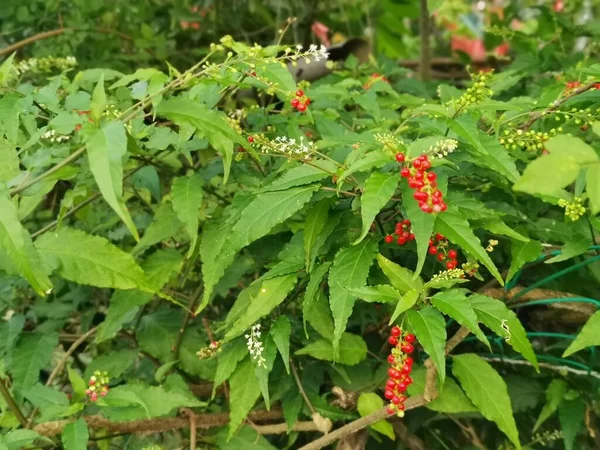 Rivina Roja Humilis Planta Arándano — Foto de Stock