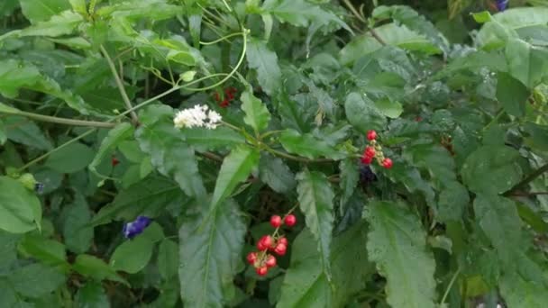 Φυτό Κόκκινο Rivina Humilis Coralberry — Αρχείο Βίντεο
