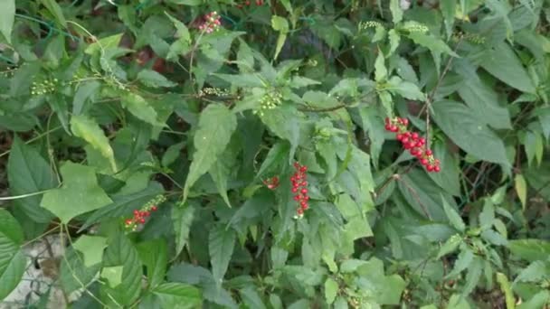 Rosso Rivina Humilis Coralberry Pianta — Video Stock