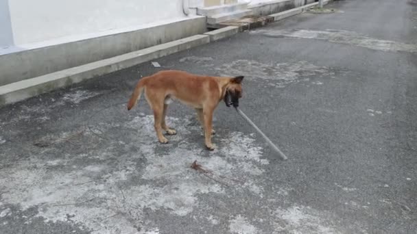 Scene Stray Dog Alone Street — Stock Video