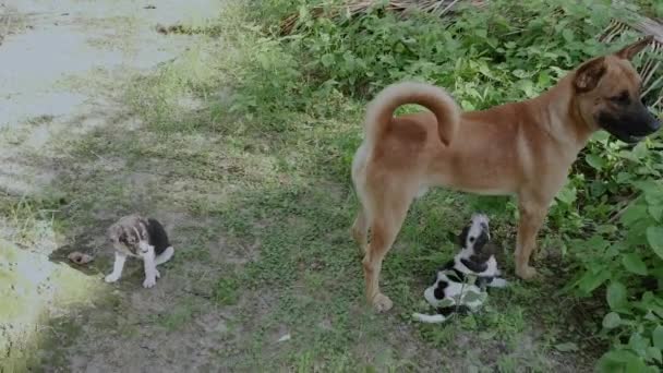 Scene Stray Dog Puppy Behavior Farm — Stock Video