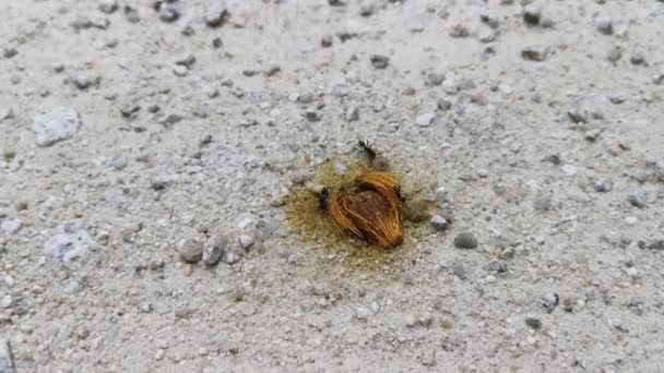 Formigas Pretas Jardim Procura Comida Chão — Vídeo de Stock