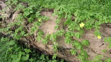 Vahşi balsam armut tırmanma tesisi Düşen ölü sandıkta sürünüyor