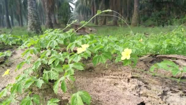 Bálsamo Salvaje Pera Trepadora Planta Arrastrándose Sobre Tronco Muerto Caído — Vídeos de Stock