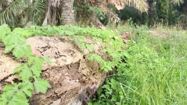 Poire Baumier Sauvage Plante Grimpante Rampant Sur Tronc Mort Tombé — Video