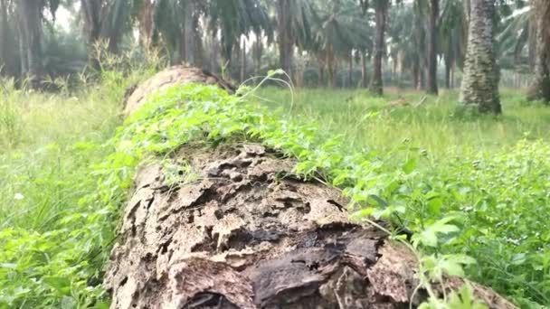 Wild Balsam Pear Climbing Plant Crawling Fallen Dead Trunk — Stock Video