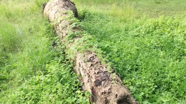 Bálsamo Selvagem Trepadeira Planta Rastejando Tronco Morto Caído — Vídeo de Stock