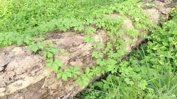 Bálsamo Salvaje Pera Trepadora Planta Arrastrándose Sobre Tronco Muerto Caído — Vídeo de stock