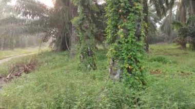 Vahşi balsam armut tırmanma tesisi Palm Bagaj tırmanma