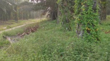 Vahşi balsam armut tırmanma tesisi Palm Bagaj tırmanma