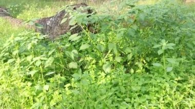 Çalıları büyüten physalis angulata bitkisi.
