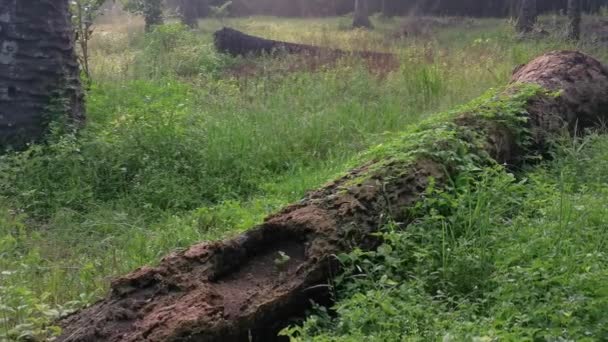 Poire Baumier Sauvage Plante Grimpante Rampant Sur Tronc Mort Tombé — Video