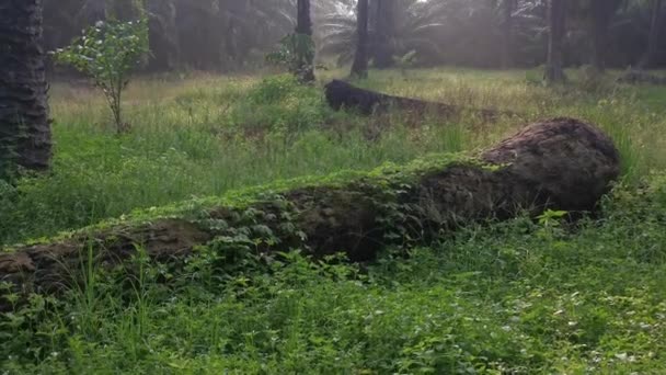 Bálsamo Selvagem Trepadeira Planta Rastejando Tronco Morto Caído — Vídeo de Stock