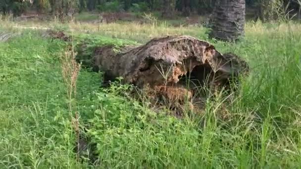 Dzika Gruszka Balsamu Wspinaczka Roślin Czołgających Się Upadłym Martwym Pniu — Wideo stockowe