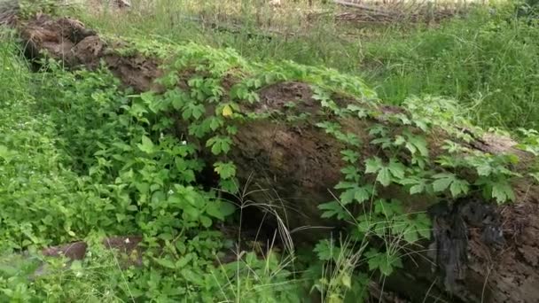 Poire Baumier Sauvage Plante Grimpante Rampant Sur Tronc Mort Tombé — Video