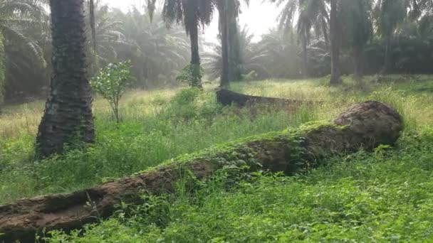 Bálsamo Salvaje Pera Trepadora Planta Arrastrándose Sobre Tronco Muerto Caído — Vídeos de Stock