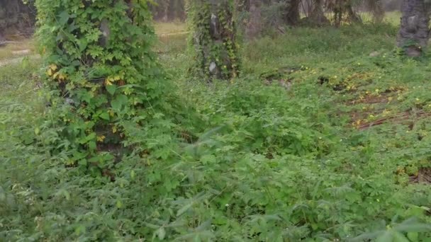 野生のバルサム梨はヤシの幹に登る植物を登る — ストック動画