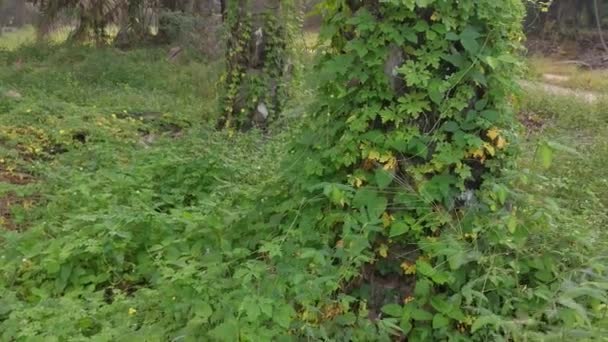 Poire Baumier Sauvage Escalade Plante Grimpante Sur Tronc Palmier — Video