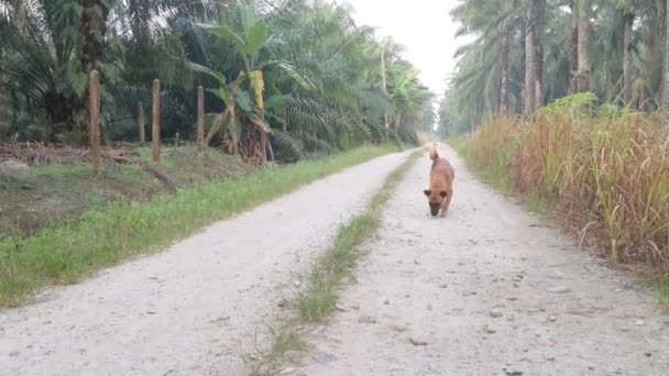 Cão Vadio Andando Sozinho Pela Estrada Fazenda — Vídeo de Stock