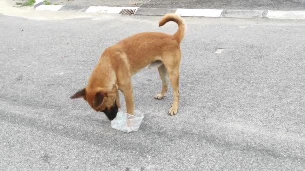 Αδέσποτο Σκυλί Παίζει Πλαστικό Κουτί Μόνο Στο Δρόμο — Αρχείο Βίντεο
