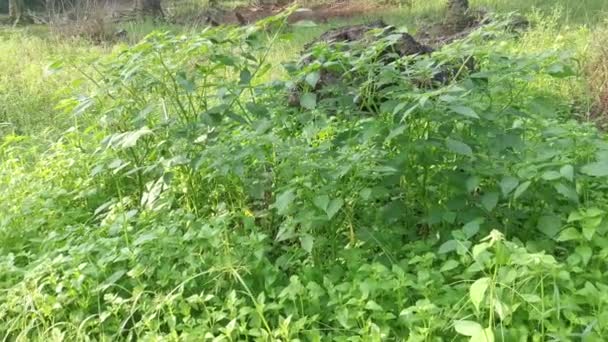 Physalis Angulata Plante Poussant Dans Les Buissons — Video