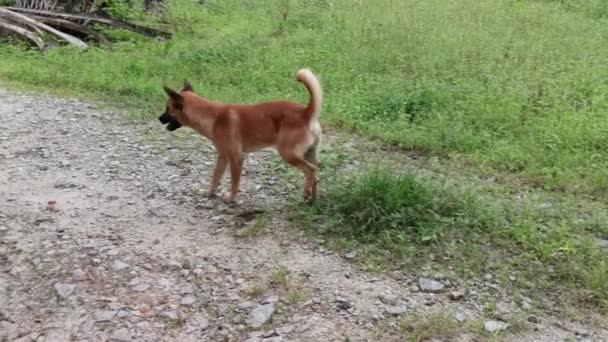 Herrelös Hund Ensam Vid Gården Vägen — Stockvideo