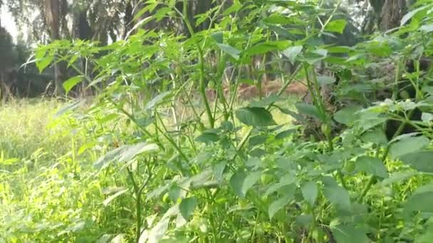 Physalis Angulata Plant Growing Bushes — стоковое видео