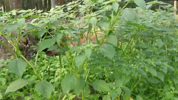 Physalis Angulata Rostlina Rostoucí Keře — Stock video