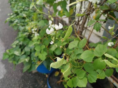 Beyaz labrador sebze asmasına tırmanıyor..