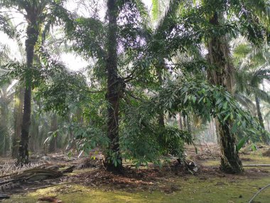 Palmiye ağacının gövdesinden filizlenen vahşi incir ağacı..