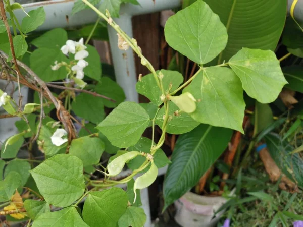 Blanc Lablab Escalade Plante Vigne Végétale — Photo