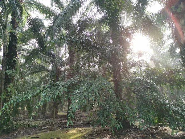Ficus Sauvage Microcarpa Poussant Hors Tronc Palmier — Photo