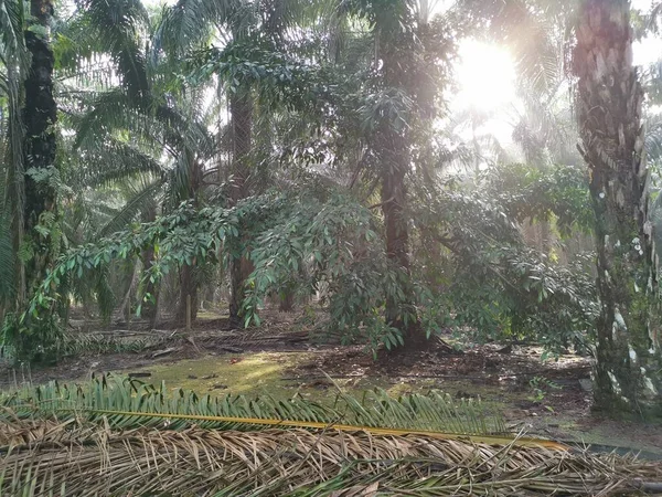 Ficus Sauvage Microcarpa Poussant Hors Tronc Palmier — Photo